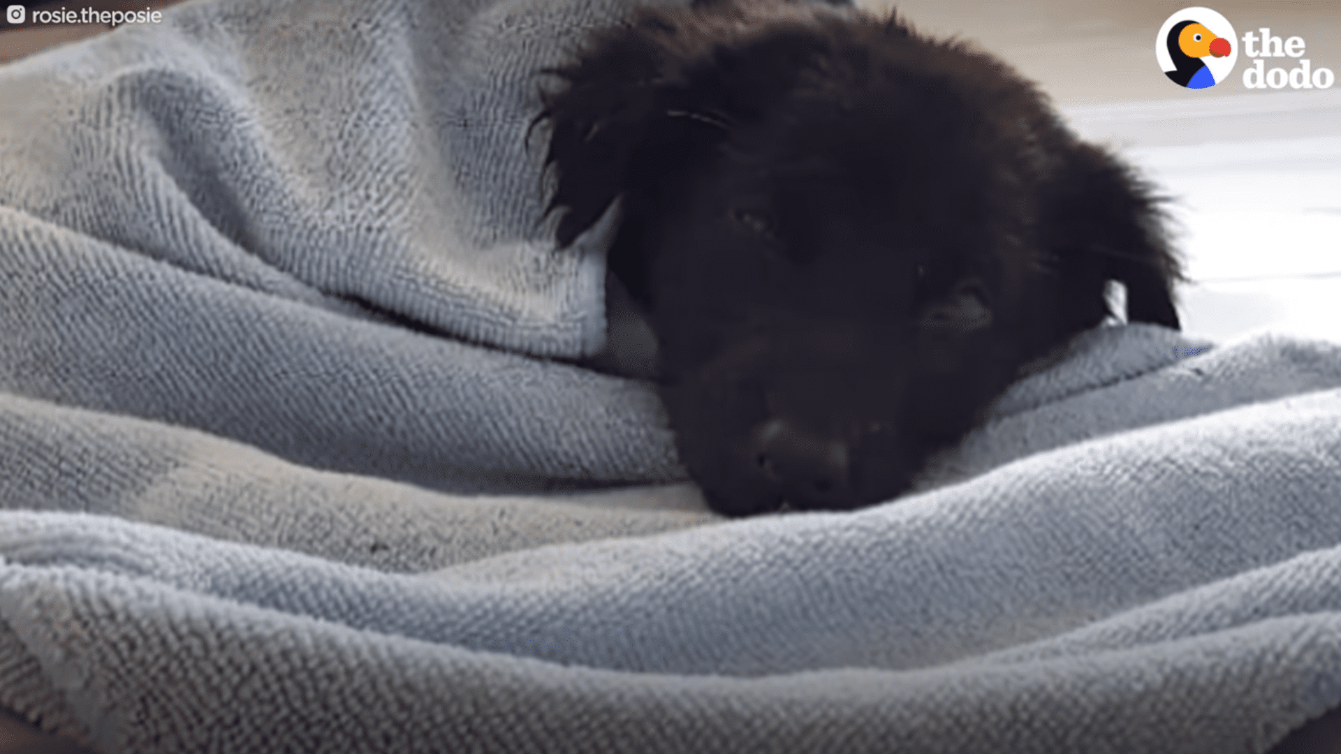 Tiny Puppy Dumped in a Drainage Ditch learns to walk and run