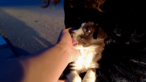 Abandoned puppy is rescued and has the cutest family