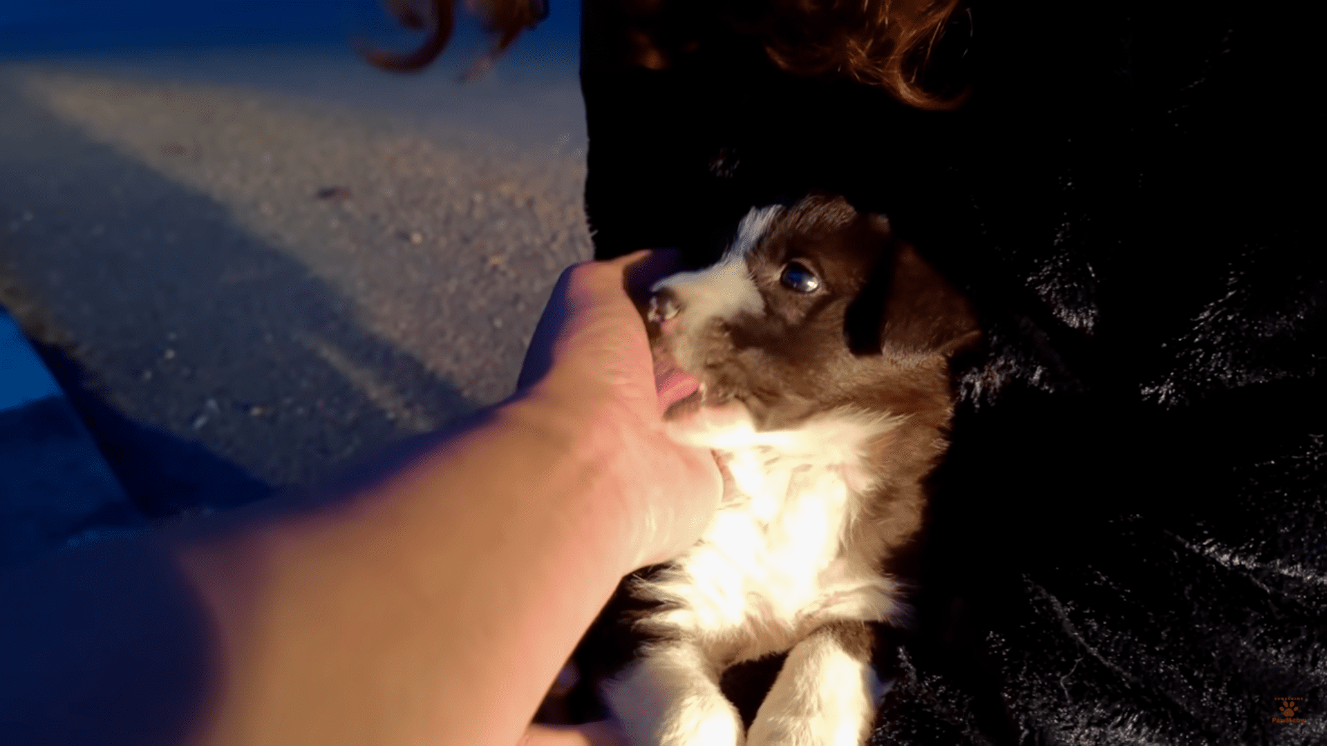 Abandoned Puppy is Rescued and has the cutest family