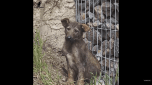 Tiny Puppy dumped in a garden afraid of being touched finds happiness