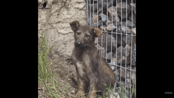 Tiny puppy dumped in a garden afraid of being touched finds happiness | photo licensed by shore news network. Tiny puppy dumped in a garden afraid of being touched finds happiness - photo licensed by shore news network.