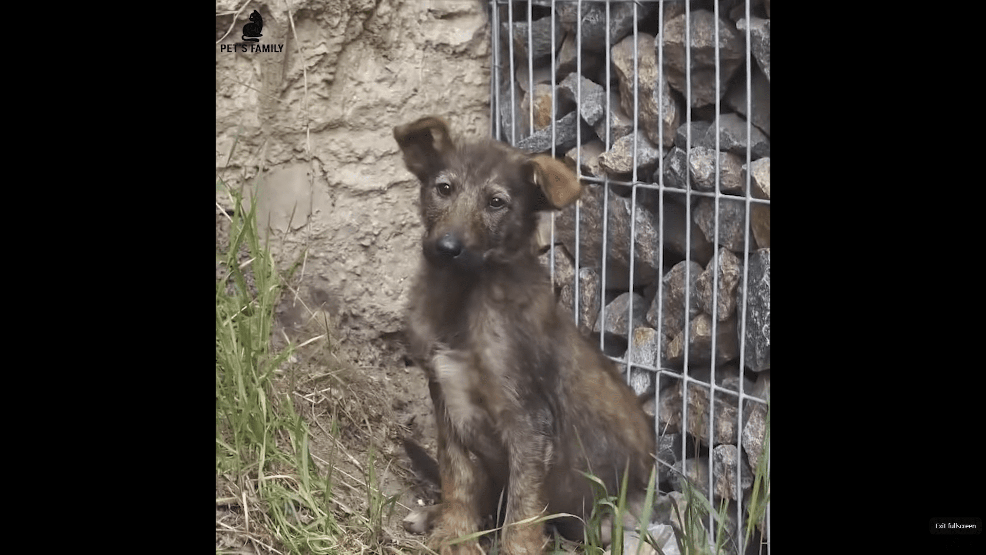 Tiny Puppy dumped in a garden afraid of being touched finds happiness