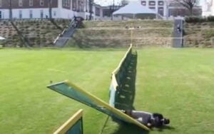 College outfielder runs through fence chasing a home run ball College outfielder runs through fence chasing a home run ball