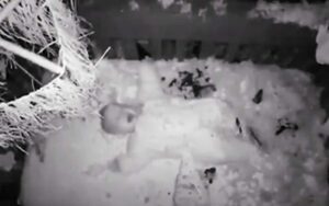 Caught on video: Tree falls on baby crib, captured on baby monitor Caught on video Tree falls on baby crib captured on baby monitor
