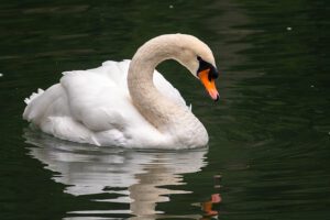 Alfie the misunderstood swan recovering after being entangled in fishing line