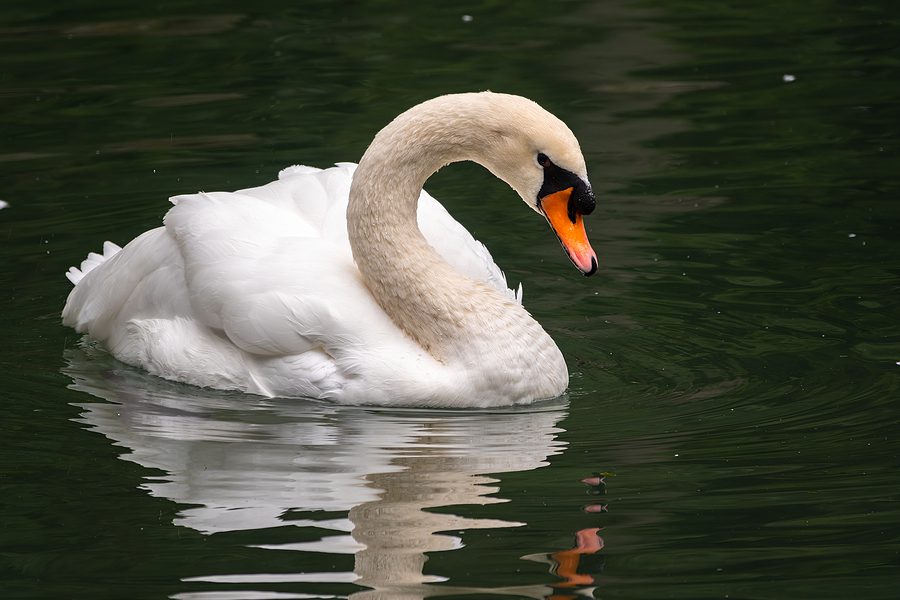 Alfie the misunderstood swan recovering after being entangled in fishing line