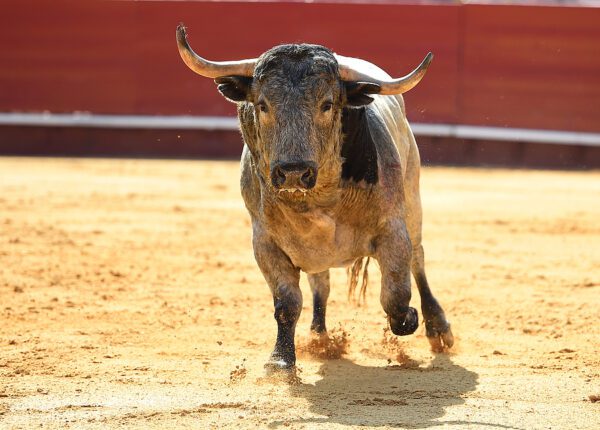 Will an unprovoked bull attack you?