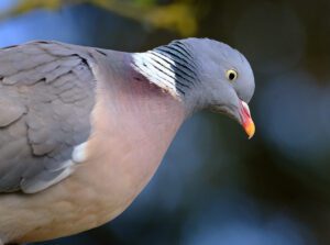 Before clay pigeons, olympic shooters shot and killed live ones
