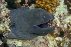 Hong kong man smuggled endangered glass eels from the united states pleads guilty
