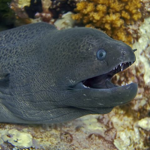 Hong kong man smuggled endangered glass eels from the united states pleads guilty - photo licensed by shore news network.