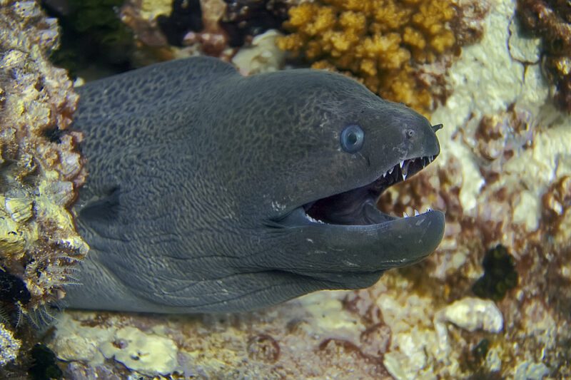 Hong Kong man Smuggled Endangered Glass Eels from the United States Pleads Guilty