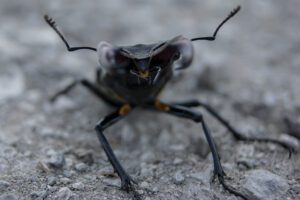 Port of new orleans finds invasive insects in wood on deck of foreign vessel
