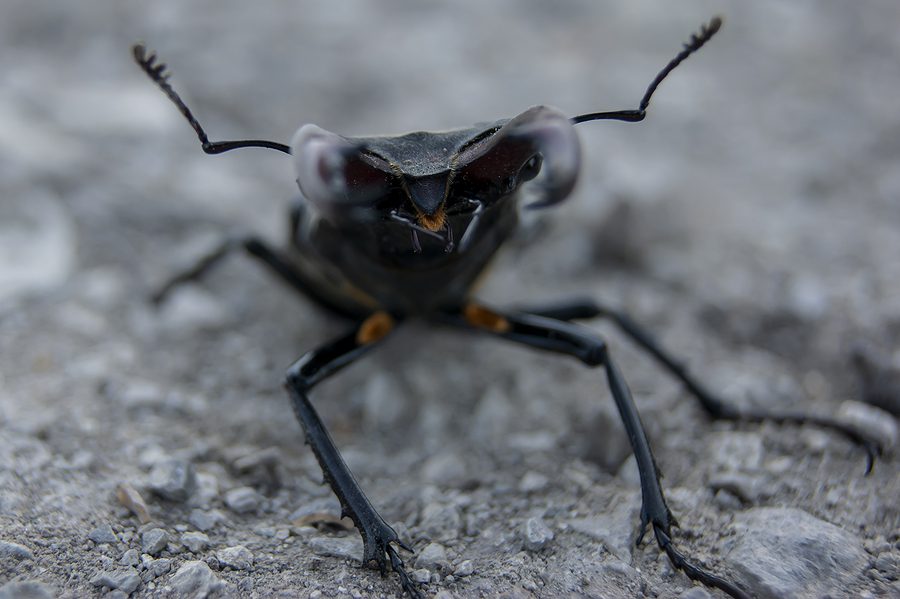 Port of New Orleans Finds Invasive Insects in Wood on Deck of Foreign Vessel
