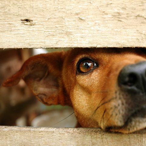 Officials clear dog in secaucus street tangle - photo licensed by shore news network.