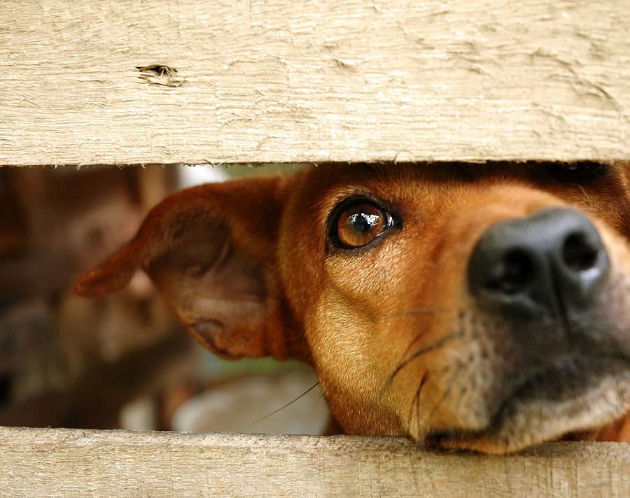 Dog owners in New Jersey could face 5-10 years in prison under new bill for unleashing