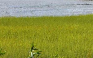 Boaters rescued on dark, stormy night after boat crashed, overturned in cattus island marsh