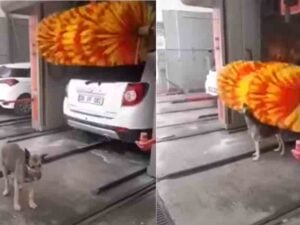 This stray dog uses a car wash to take her daily bath