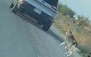 Husky who was abandoned on highway and chased owner as he fled finds love again