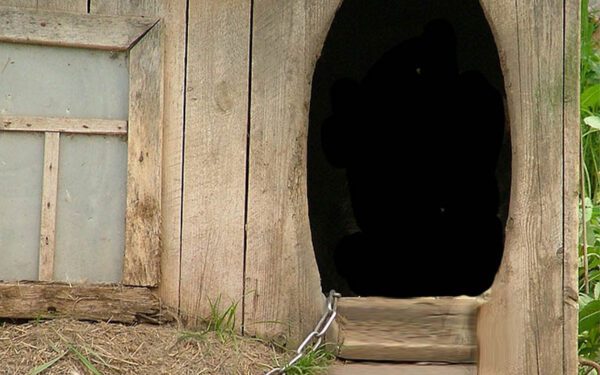 Dead body found in dog house behind Andover Township home
