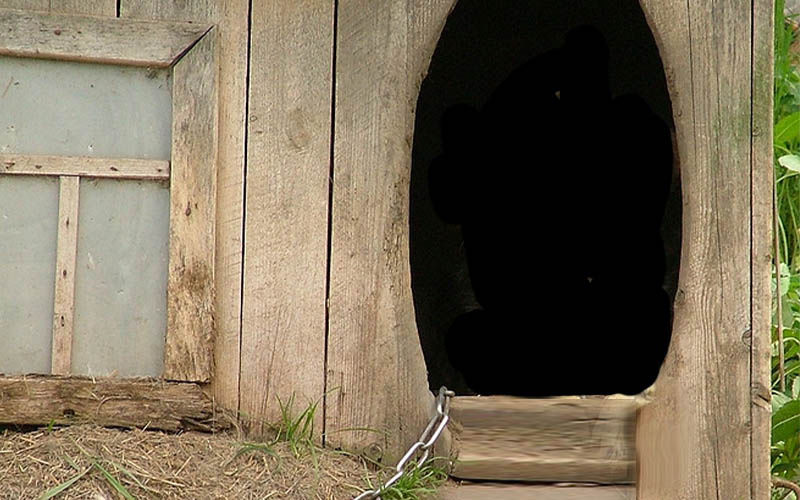 Dead body found in dog house behind Andover Township home