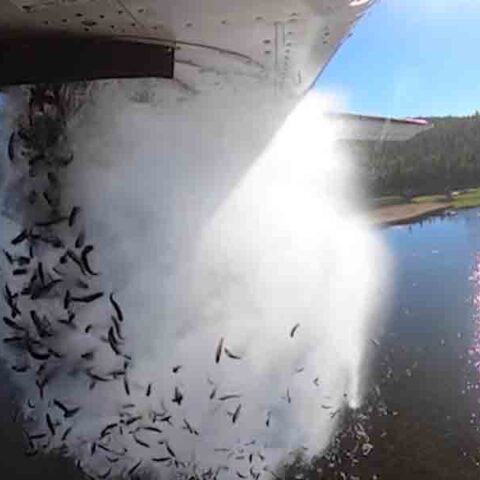 Fish dropped from plane to stock mountain lakes in utah - photo licensed by shore news network.