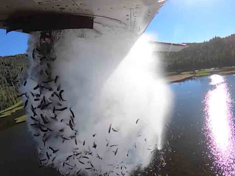 Fish dropped from plane to stock mountain lakes in Utah