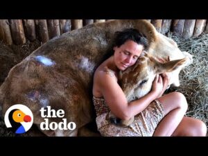 Neglected cow melts into her rescuer's arms
