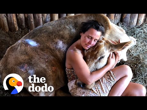 Neglected Cow Melts Into Her Rescuer's Arms