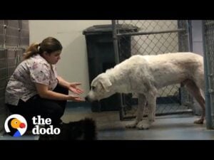 Woman gains trust of a giant, feral dog