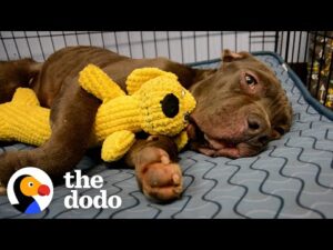 Scared pittie wouldn't leave the plum box he was found in
