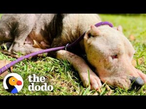 Pittie rescued from the woods goes to mcdonald's for ice cream cones