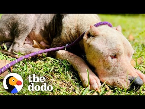Pittie Rescued From The Woods Goes To McDonald's For Ice Cream Cones