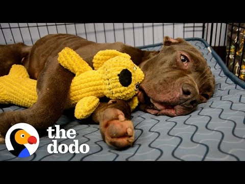 Scared Pittie Wouldn't Leave The Plum Box He Was Found In