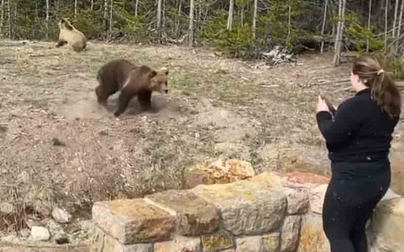 Illinois woman charged for photographing, interfering with Grizzly bear and cubs