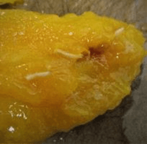 Cbp agriculture specialists intercept mangos harboring fruit fly larvae