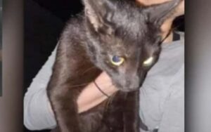 Cat found alive two weeks after feared lost in condo crash