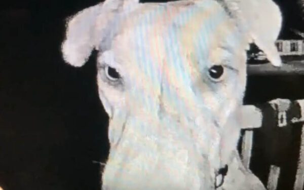 Dog scared of fireworks, missing for 7 hours returns home, rings doorbell