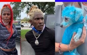 Blue dyed poodle rescued from pair of criminals in Florida