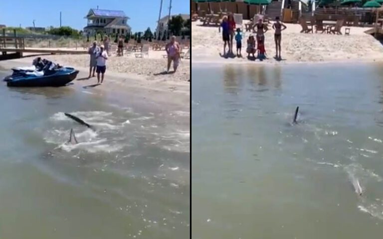 Handicapped thresher shark spotted in strathmere - photo licensed by shore news network.