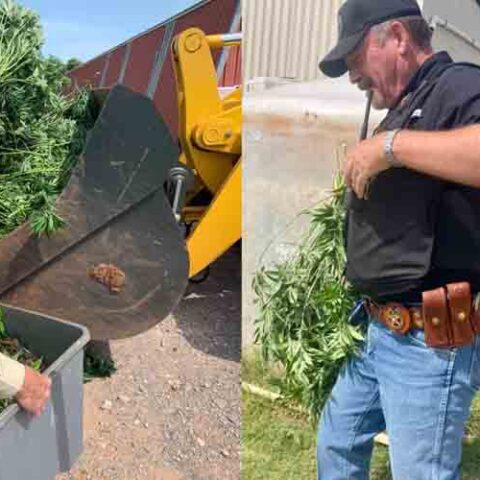 Illegal weed farm in elk city shut down as police blame weak laws - photo licensed by shore news network.