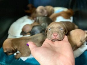 These adorable puppies were rescued from a deplorable sweltering New Jersey home