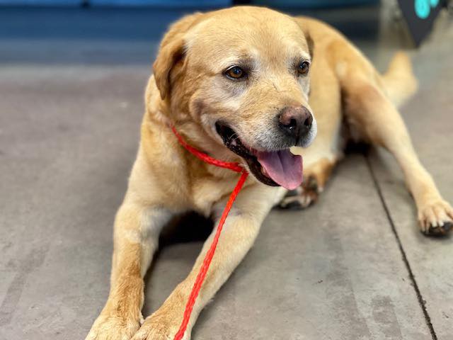 Rescue dog found with over 100 bb's and buckshot pellets in his body
