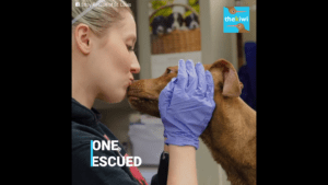 Desperate Puppy Tied to a tree in the snow screams for help and gets miracle rescue Desperate Puppy Tied to a tree in the snow screams for help and gets miracle rescue