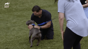 Stray dog finds the loving home he deserves