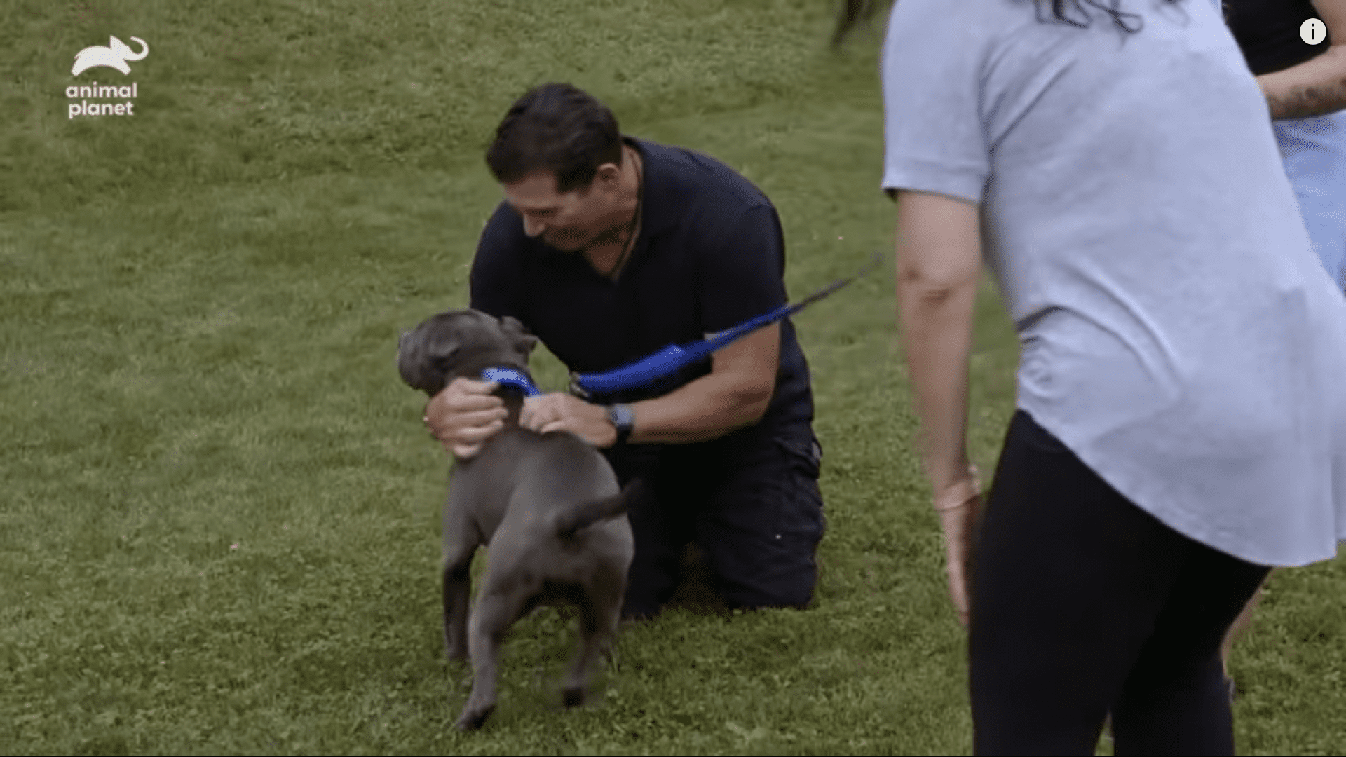 Stray dog finds the loving home he deserves