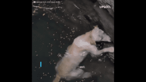Desperate labrador saved from drowning in a deep well