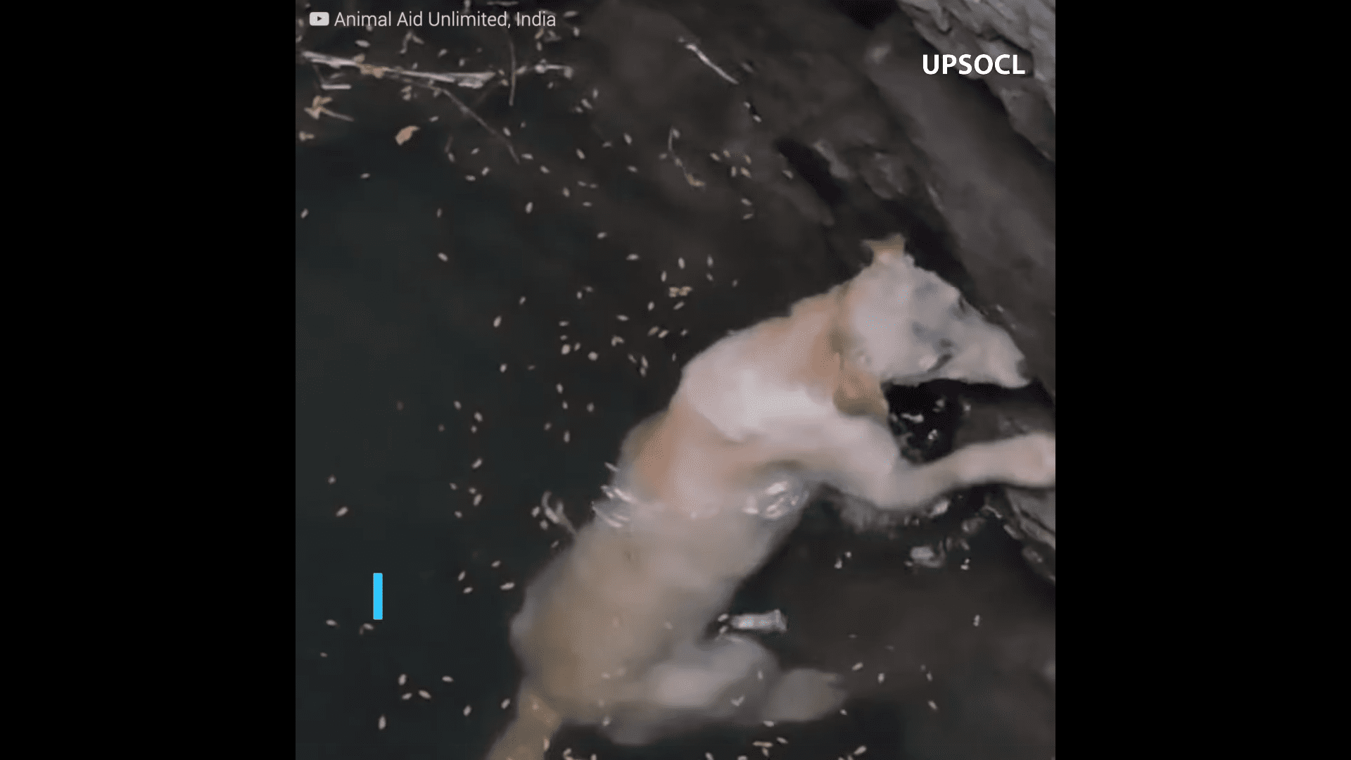 Desperate Labrador Saved from Drowning in a deep well