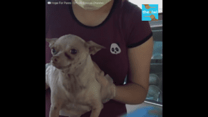 Tiny abandoned chihuahua sobs waiting for someone to save him