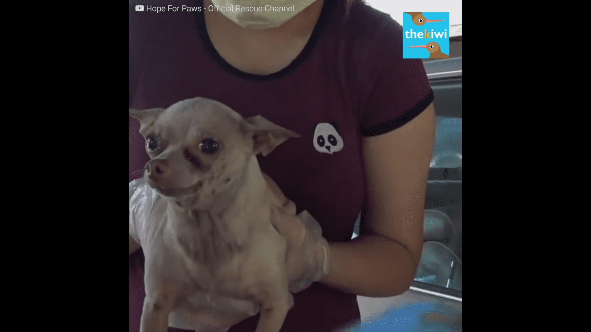Tiny abandoned Chihuahua sobs waiting for someone to save him