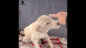 Deadbeat owner moves and leaves lab behind and the most amazing thing happens